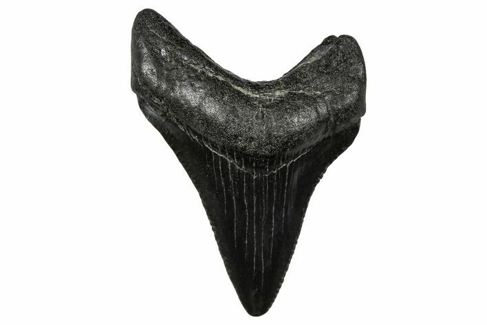 Serrated, Juvenile Megalodon Tooth - South Carolina #375914